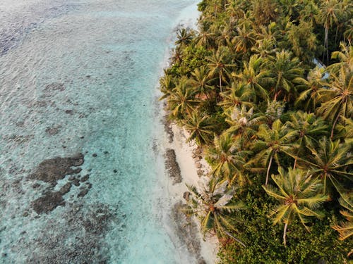 水体附近的椰子树 · 免费素材图片