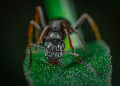 红蚂蚁的特写照片 · 免费素材图片
