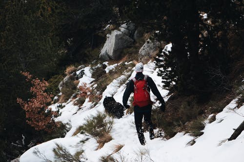 在树木旁边的雪原上行走的人 · 免费素材图片