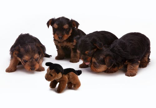黑色和棕色的长发小狗 · 免费素材图片