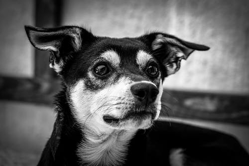 短涂狗的灰度摄影 · 免费素材图片