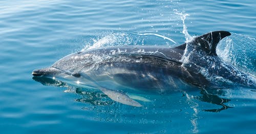 水体中的黑海豚 · 免费素材图片