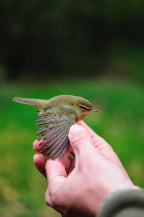 有关chiffchaff, 垂直拍摄, 手的免费素材图片