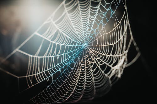 特写摄影中的蜘蛛网 · 免费素材图片