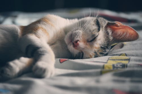 躺在灰色纺织上的白色橙色和灰色虎斑猫 · 免费素材图片