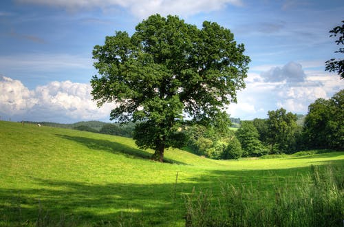 白天在草地上的绿树 · 免费素材图片