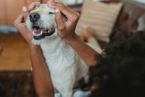 作物族裔女人在家爱抚可爱的纯种狗 · 免费素材图片