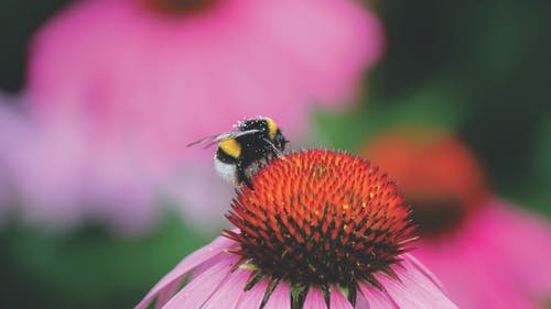 蜜蜂在红色和紫色的花朵 · 免费素材图片