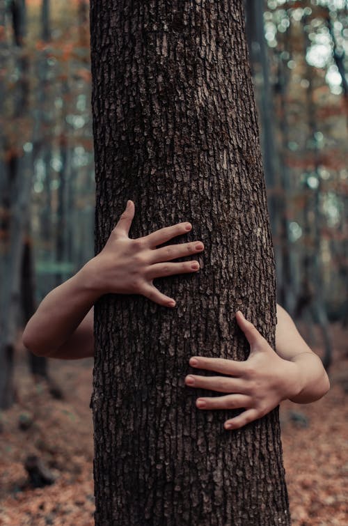 人的手在树干上 · 免费素材图片