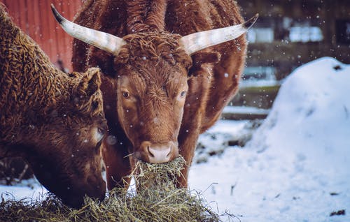 饲喂干草的棕牛 · 免费素材图片