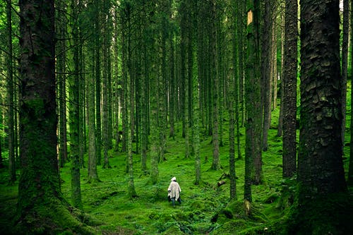 在绿色的森林树木之间行走的人 · 免费素材图片