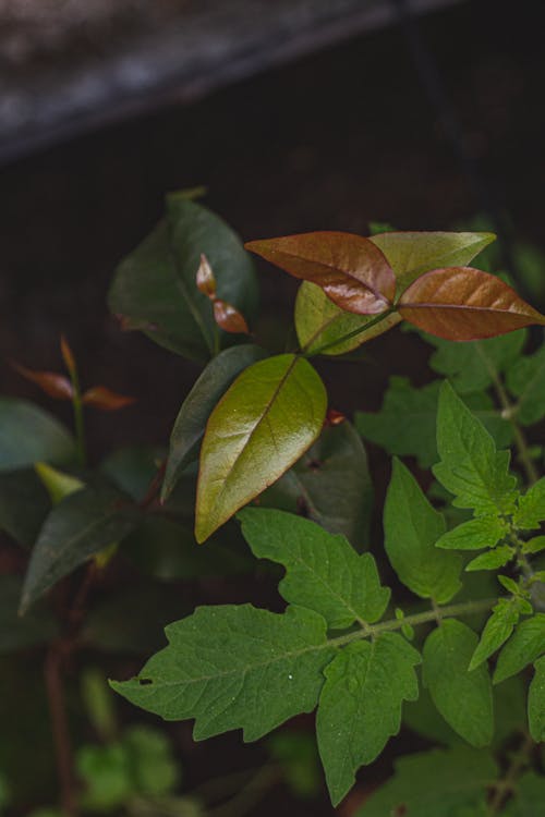 有关各种, 和平的, 和谐的免费素材图片