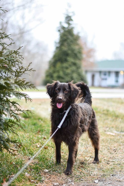 狗带皮带的照片 · 免费素材图片