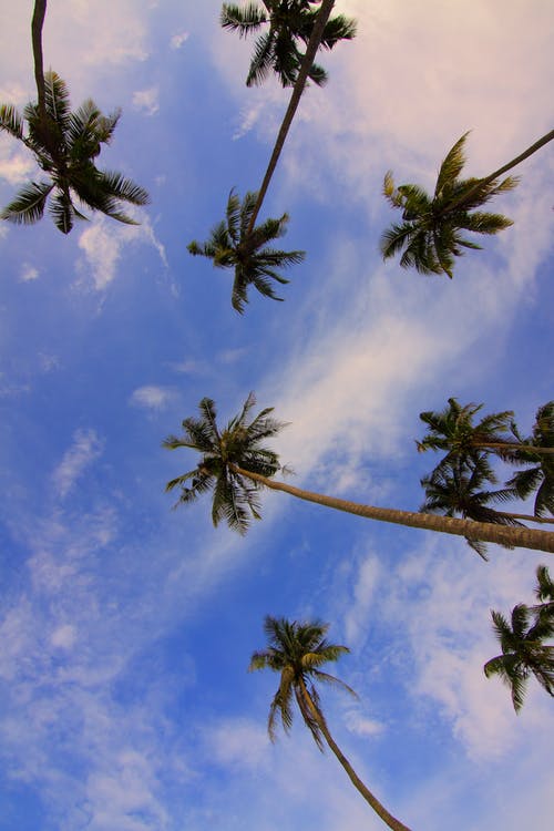 棕榈树的底视图 · 免费素材图片
