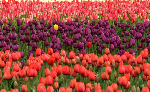 红色和紫色的花场 · 免费素材图片