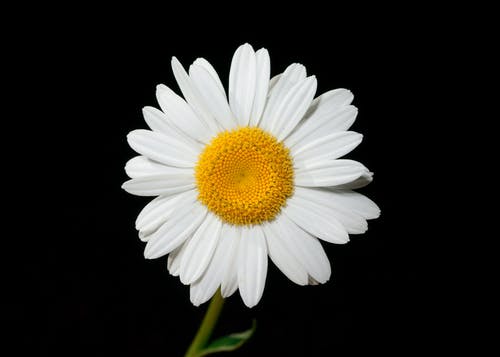 白色和黄色的雏菊花特写摄影 · 免费素材图片
