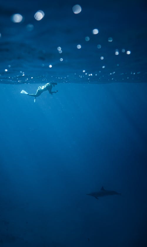 无法识别的人在海豚附近海底游泳 · 免费素材图片