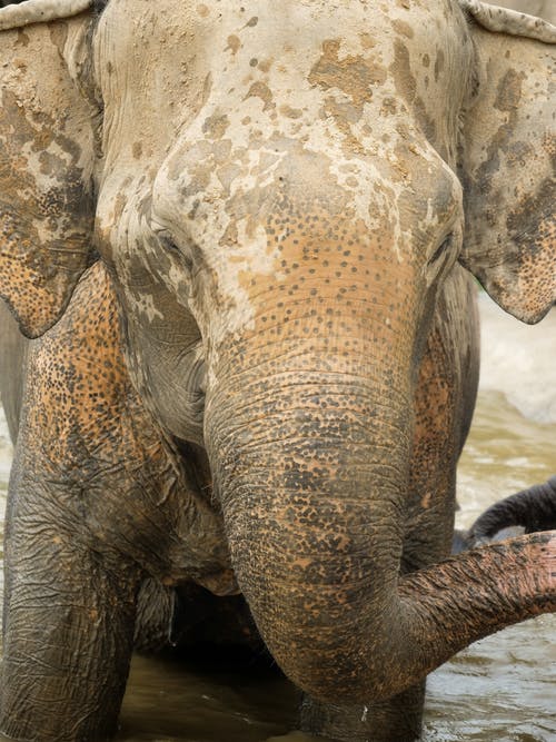 大象的照片 · 免费素材图片