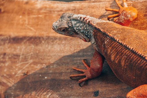 有关俯视图, 刺, 动物的免费素材图片