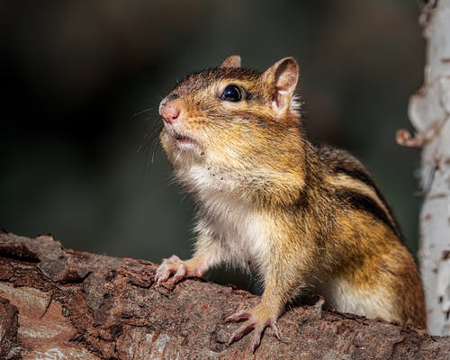 有关不均匀的, 乾的, 动物学的免费素材图片