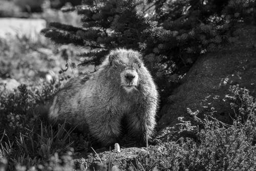 有关动物, 动物摄影, 哺乳动物的免费素材图片