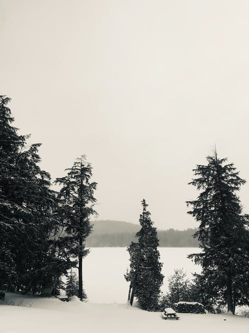 绿树 · 免费素材图片