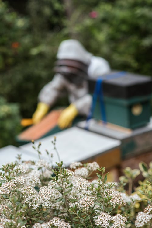 盛开在养蜂场的鲜花盛开 · 免费素材图片