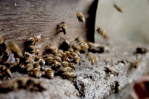 成群的蜜蜂在蜂巢中制作蜂蜜 · 免费素材图片