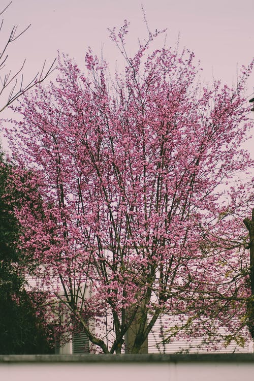 有关三叶李, 垂直拍摄, 开花的树的免费素材图片