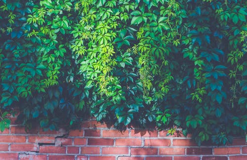 棕色砖墙上的绿色户外植物 · 免费素材图片