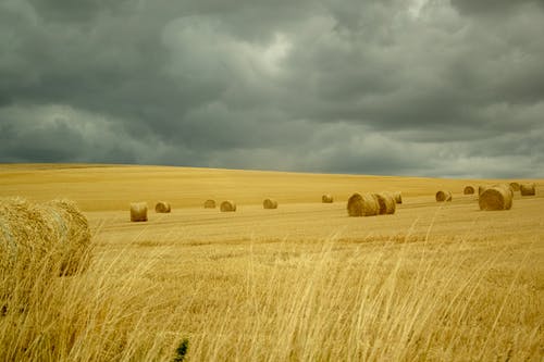 多云的天空下的棕色草田 · 免费素材图片