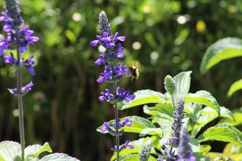 有关动物, 增长, 夏天的免费素材图片