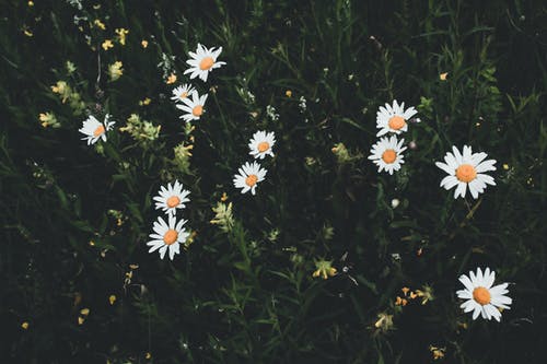 有关增长, 天性, 微妙的免费素材图片