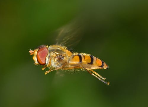 橙色和黄色的昆虫 · 免费素材图片