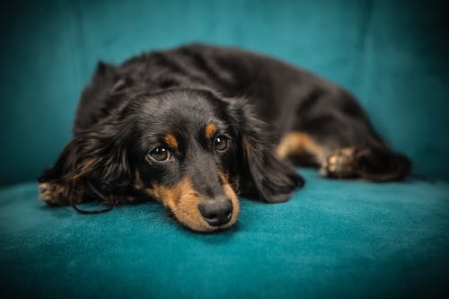 黑色和棕褐色长外套狗 · 免费素材图片