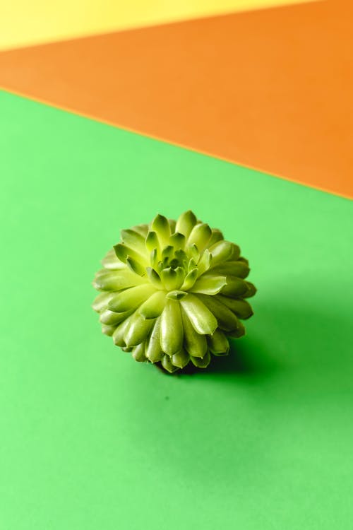 有关仙人掌, 垂直拍摄, 多肉植物的免费素材图片