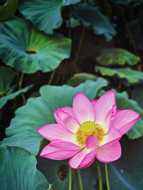 有关&#39;印度莲花&#39;, feij?odaíndia, nelumbo nucifera的免费素材图片