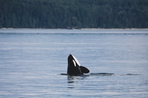 水体中的逆戟鲸 · 免费素材图片