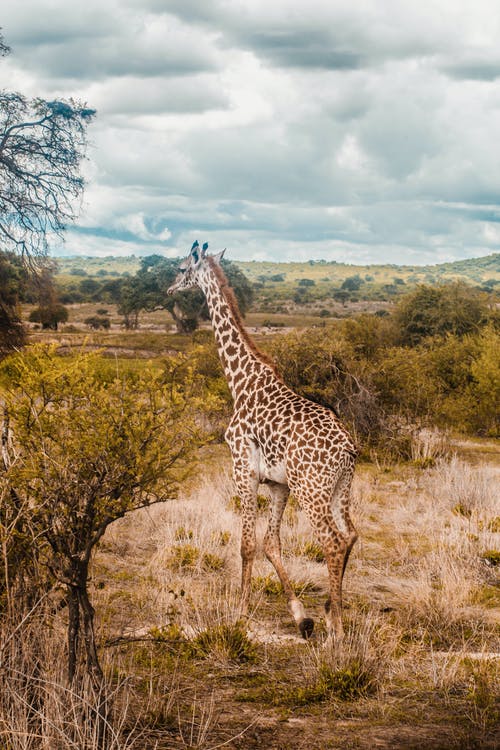 长颈鹿的照片 · 免费素材图片