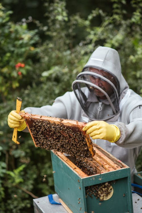 集中人收获在养蜂场里的蜂蜜 · 免费素材图片