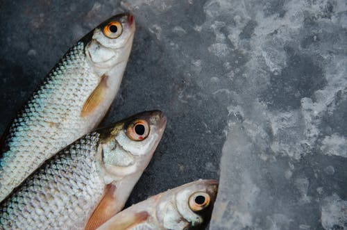 冰上的银色和橙色鱼 · 免费素材图片