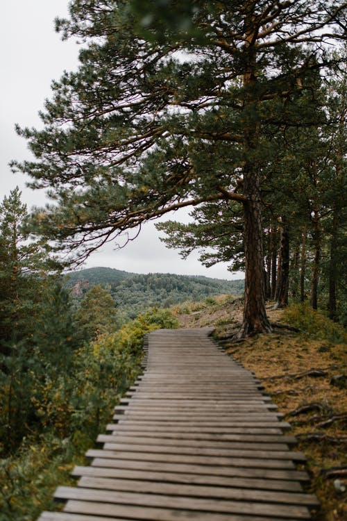 空的木制人行道，山上的树木之间 · 免费素材图片