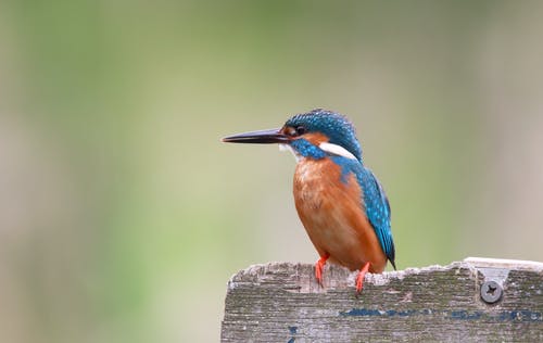 选择性聚焦摄影棕色木制表面上的蓝色和橙色鸟 · 免费素材图片