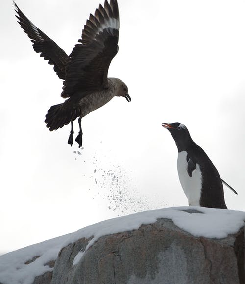 黑鸟附近的企鹅 · 免费素材图片
