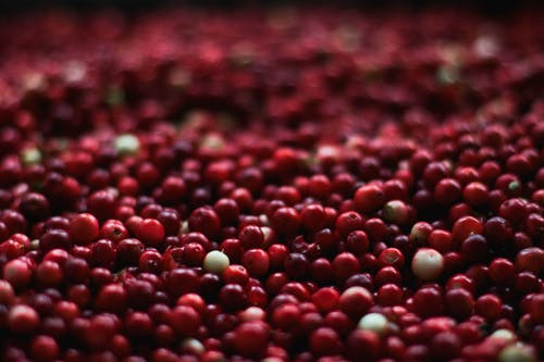 红浆果 · 免费素材图片