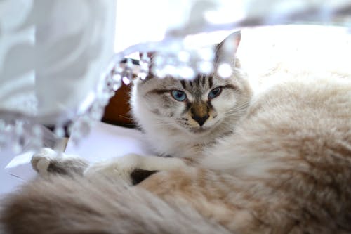 灰色和白色短发猫 · 免费素材图片