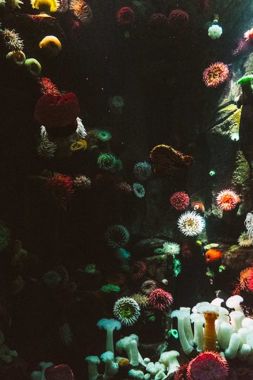 彩色珊瑚 · 免费素材图片