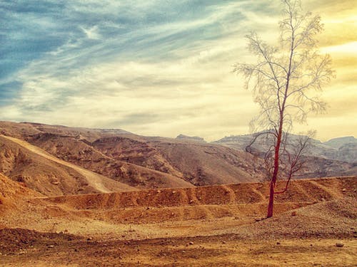 沙漠上的裸树 · 免费素材图片