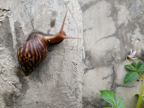 棕色蜗牛 · 免费素材图片