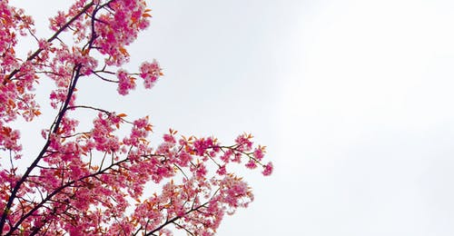 樱花树 · 免费素材图片